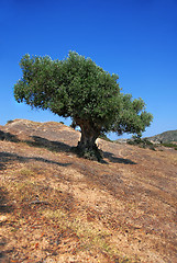 Image showing Olive tree