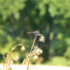 Image showing Dragonfly