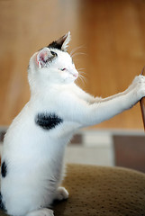 Image showing Cat sitting at the table