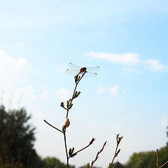 Image showing Dragonfly