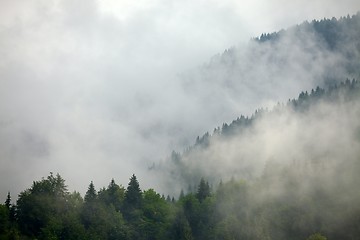 Image showing Foggy forest