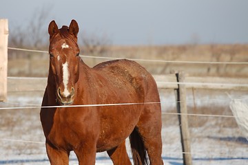 Image showing Horse on a farm