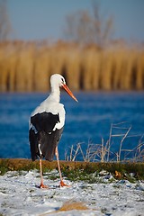 Image showing Stork in Winter