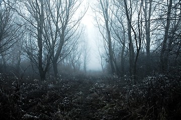 Image showing Foggy Winter