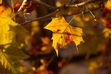 Image showing Leaves