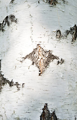 Image showing birch bark