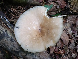 Image showing Mushroom