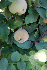 Image showing quince