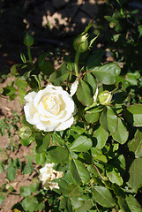 Image showing white rose