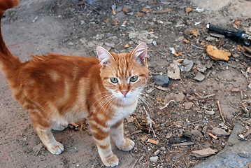 Image showing redhead cat