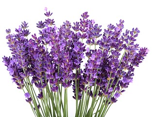 Image showing Lavender