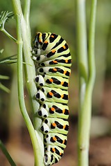 Image showing Caterpillar Papilio machaon