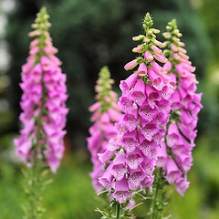 Image showing Foxglove flowers