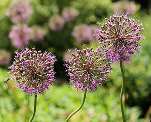 Image showing Alium Giganteum