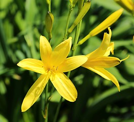 Image showing Day lily 