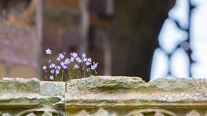 Image showing Small flowers growing along the old brick wall