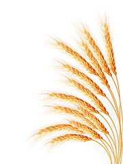 Image showing Wheat ears isolated on the white background