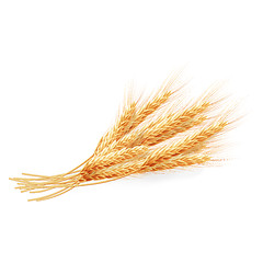 Image showing Wheat ears isolated on white background. EPS 10