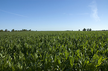 Image showing Corn field