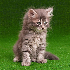 Image showing Cute gray kitten