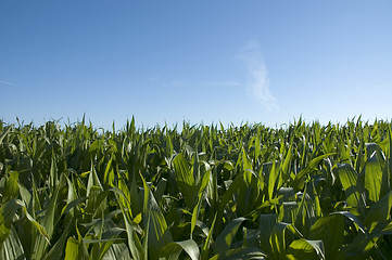 Image showing Corn field