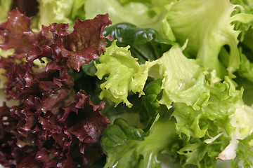 Image showing Lettuce close up