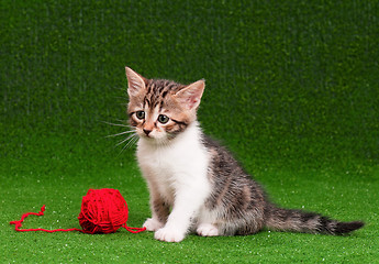 Image showing Cute kitten