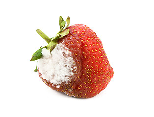 Image showing Red strawberry with a patch of mold