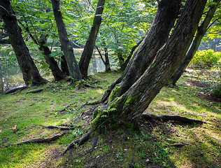 Image showing  Japanese garden