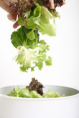 Image showing Tossed lettuce