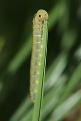 Image showing caterpillar