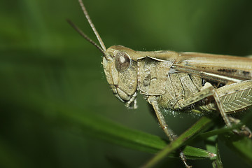 Image showing brown grasshopper