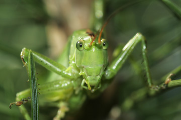 Image showing grasshopper looking