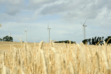 Image showing windmills on cornfield