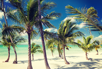 Image showing tropical beach with palm trees