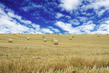 Image showing cornfield