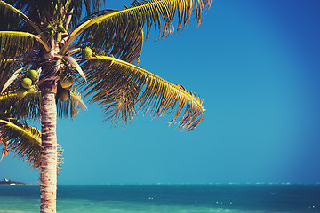 Image showing palm tree over blue sky with white clouds