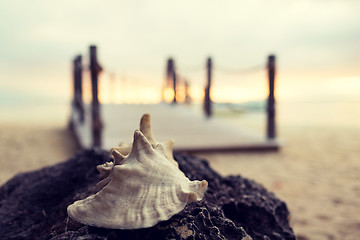 Image showing close up of seashell on tropical beach