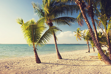 Image showing tropical beach with palm trees