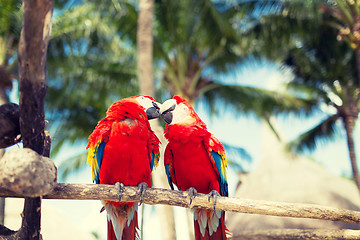 Image showing couple of red parrots sitting on perch