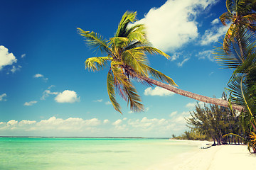 Image showing tropical beach with palm trees