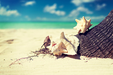 Image showing close up of seashell on tropical beach