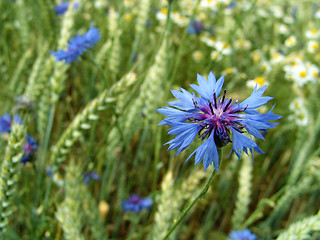 Image showing cornflower