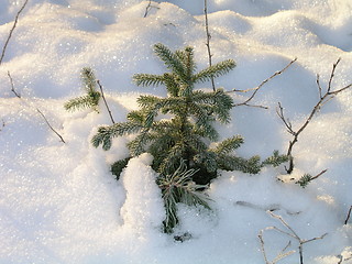 Image showing Spruce bush