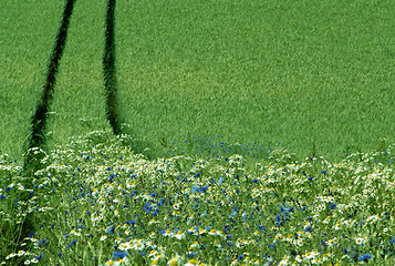 Image showing edge of a crop field