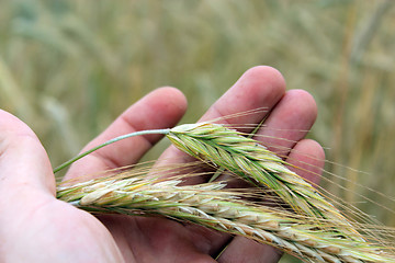 Image showing hand with ripe wheat