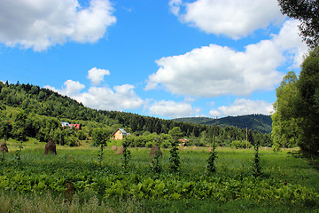 Image showing sheafs of hay standing in Carpathian mountains