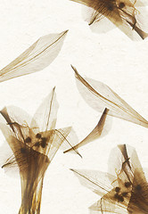 Image showing Handmade flower petal paper texture