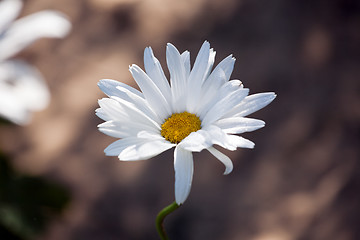 Image showing camomile