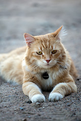 Image showing red cat